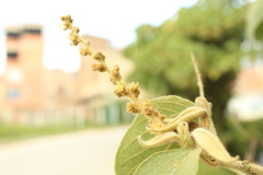 Croton