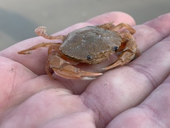Liocarcinus holsatus