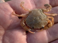 Liocarcinus holsatus