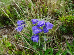 Campanula alpina