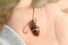 Deretrachys juvencus