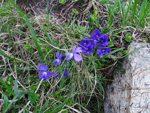 fialka alpínska (Viola alpina)