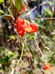 Helicteres brevispira