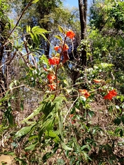 Helicteres brevispira