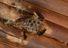 Polistes buyssoni