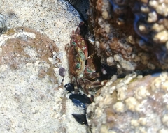 Pachygrapsus crassipes