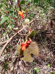 Helicteres brevispira