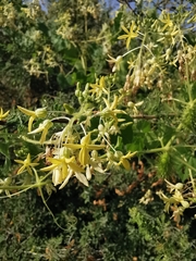 Echinopepon pubescens