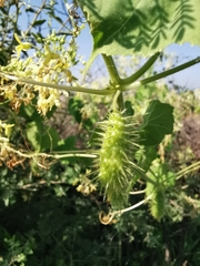 Echinopepon pubescens