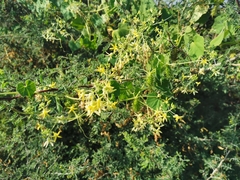 Echinopepon pubescens