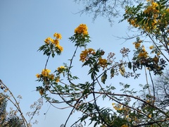 Tecoma stans