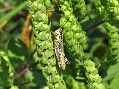 Melanoplus plebejus
