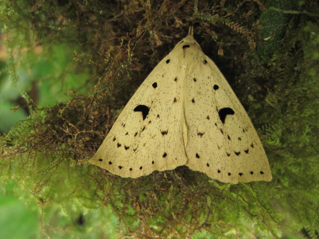 Herminodes partina
