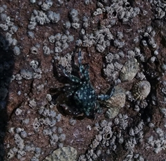 Pachygrapsus crassipes