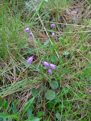 Soldanella carpatica