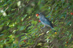 Thraupis sayaca