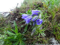 Campanula alpina