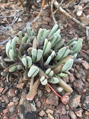 Brianhuntleya intrusa