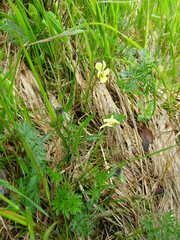 Viola lutea sudetica