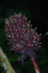 Etlingera