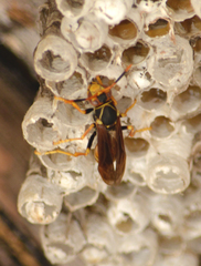 Polistes buyssoni