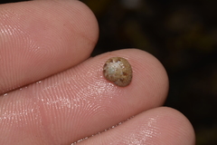 Cantharidella picturata