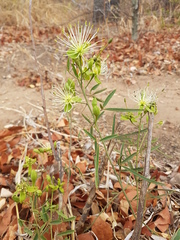 Maerua juncea crustata