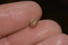 Cantharidella picturata