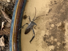 Acanthocephala declivis