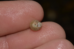 Cantharidella picturata