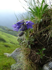 Campanula alpina