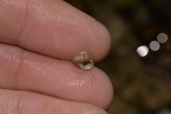 Cantharidella picturata