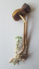 Entoloma luteum