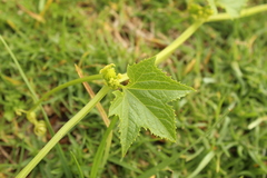Cucurbitaceae