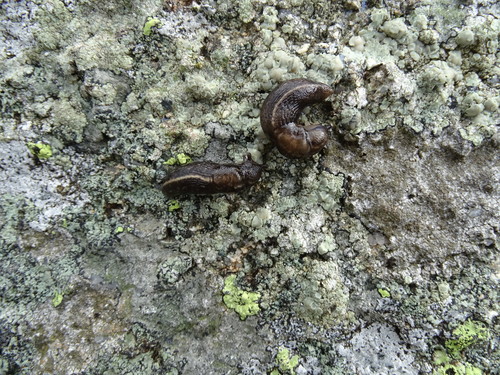 slizniak (Lehmannia)
