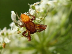 Araneus alsine
