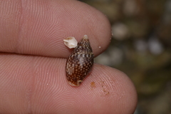 Pardalinops testudinaria