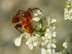 Araneus alsine