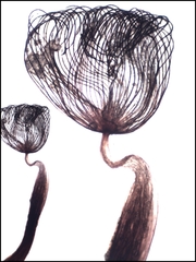 Cribraria cancellata
