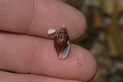 Pardalinops testudinaria