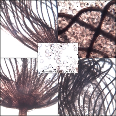 Cribraria cancellata