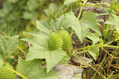 Cucurbitaceae