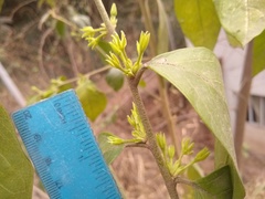 Cestrum strigilatum