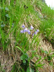 Soldanella carpatica