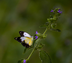 Belenois creona creona