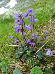 Soldanella carpatica