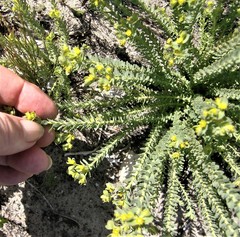 Euphorbia foliosa