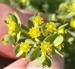 Euphorbia foliosa