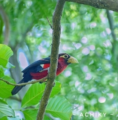 Lybius bidentatus