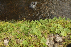 Cucurbitaceae